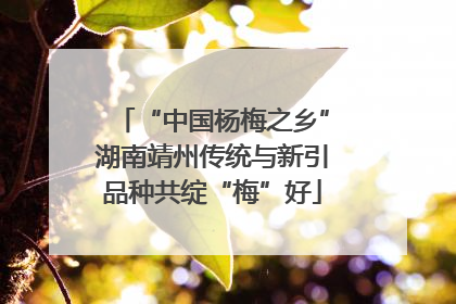“中国杨梅之乡”湖南靖州传统与新引品种共绽“梅”好