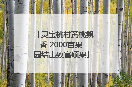 灵宝桃村黄桃飘香 2000亩果园结出致富硕果