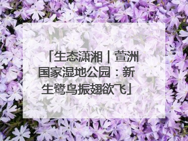 生态潇湘｜萱洲国家湿地公园：新生鹭鸟振翅欲飞