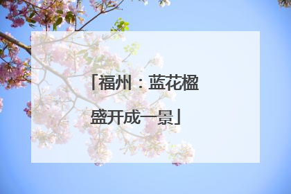 福州：蓝花楹盛开成一景