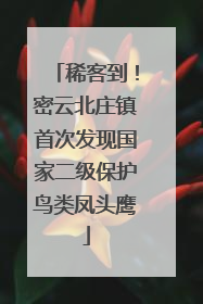 稀客到！密云北庄镇首次发现国家二级保护鸟类凤头鹰