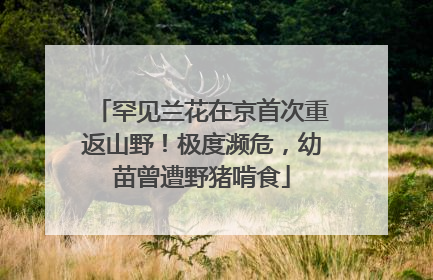 罕见兰花在京首次重返山野！极度濒危，幼苗曾遭野猪啃食