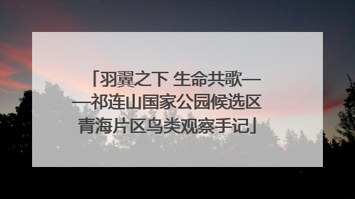 羽翼之下 生命共歌——祁连山国家公园候选区青海片区鸟类观察手记