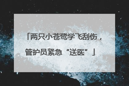 两只小苍鹭学飞刮伤，管护员紧急“送医”