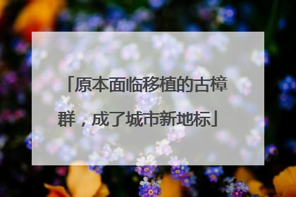 原本面临移植的古樟群，成了城市新地标