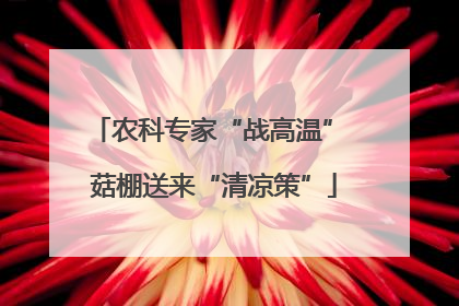农科专家“战高温” 菇棚送来“清凉策”