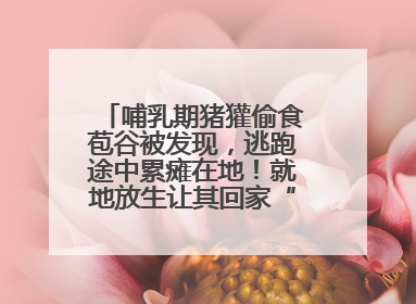 哺乳期猪獾偷食苞谷被发现，逃跑途中累瘫在地！就地放生让其回家“奶孩子”