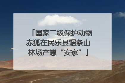 国家二级保护动物赤狐在民乐县锯条山林场产崽“安家”