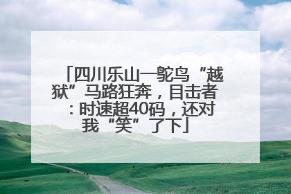 四川乐山一鸵鸟“越狱”马路狂奔，目击者：时速超40码，还对我“笑”了下