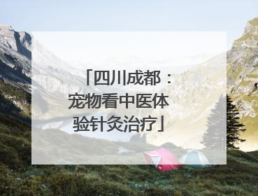 四川成都：宠物看中医体验针灸治疗