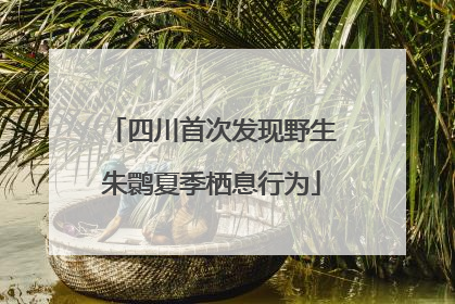 四川首次发现野生朱鹮夏季栖息行为