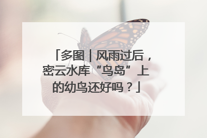 多图｜风雨过后，密云水库“鸟岛”上的幼鸟还好吗？