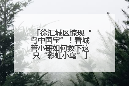 徐汇城区惊现“鸟中国宝”！看城管小哥如何救下这只“彩虹小鸟”