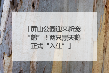 屏山公园迎来新宠“鹅”！两只黑天鹅正式“入住”