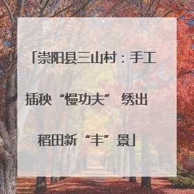 崇阳县三山村：手工插秧“慢功夫” 绣出稻田新“丰”景