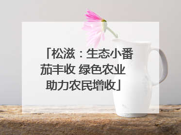 松滋：生态小番茄丰收 绿色农业助力农民增收