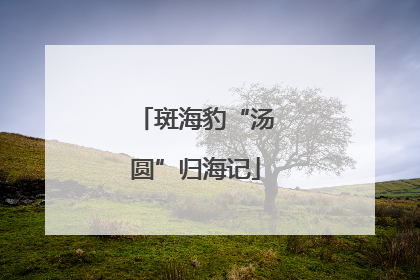 斑海豹“汤圆”归海记