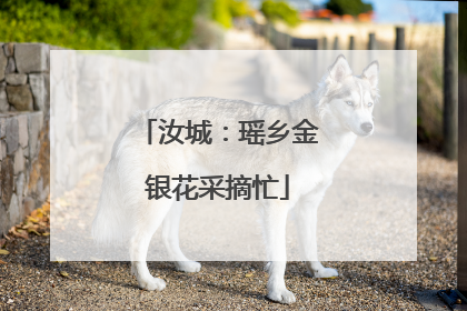 汝城：瑶乡金银花采摘忙