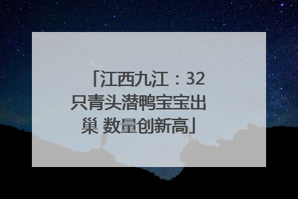 江西九江：32只青头潜鸭宝宝出巢 数量创新高