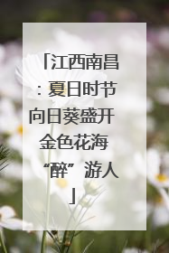 江西南昌：夏日时节向日葵盛开 金色花海“醉”游人