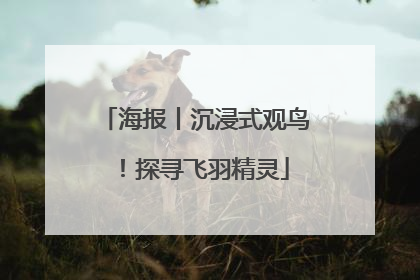 海报丨沉浸式观鸟！探寻飞羽精灵