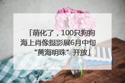 萌化了，100只狗狗海上肖像摄影展6月中旬“黄海明珠”开放