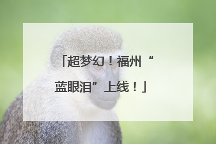 超梦幻！福州“蓝眼泪”上线！