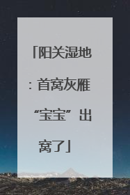 阳关湿地：首窝灰雁“宝宝”出窝了