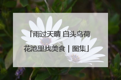 雨过天晴 白头鸟荷花池里找美食｜图集