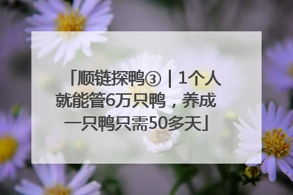 顺链探鸭③｜1个人就能管6万只鸭，养成一只鸭只需50多天