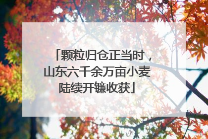 颗粒归仓正当时，山东六千余万亩小麦陆续开镰收获