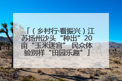 （乡村行·看振兴）江苏扬州沙头“种出”20亩“玉米迷宫” 民众体验别样“田园乐趣”